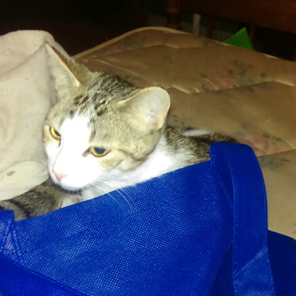 Meet your Posher, Angel